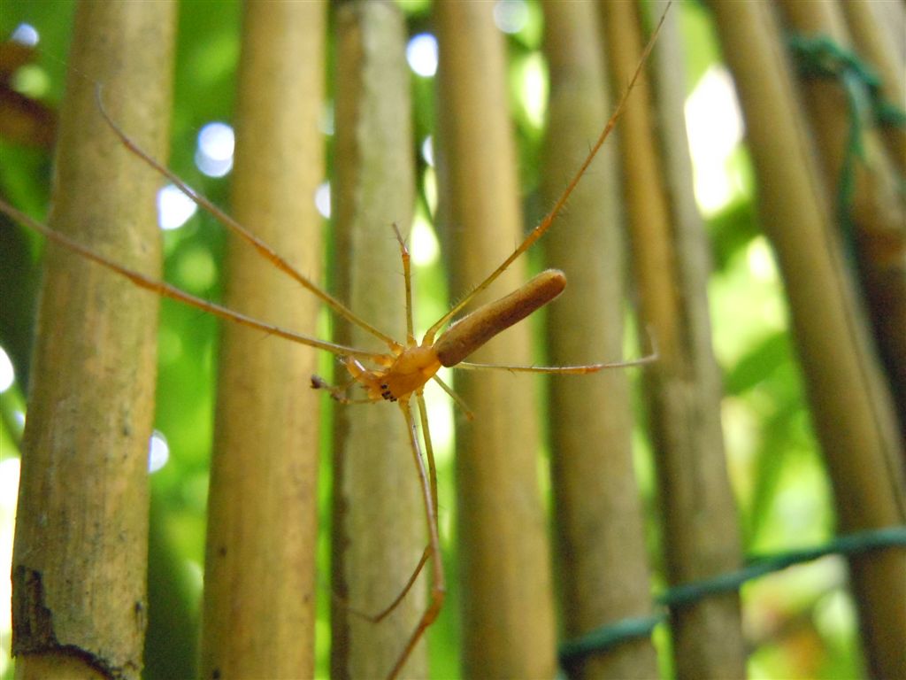 Tetragnatha sp.